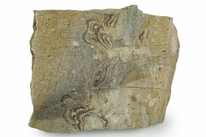 Upper Carboniferous Stromatolite Slab - Fife, Scotland #353849